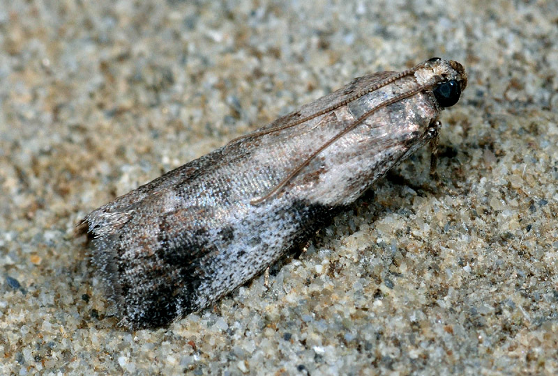Pyralidae - Acrobasis fallouella (cfr)